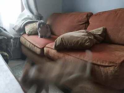 Little Cleo 'gracefully' dismounts the couch while her husband Pep looks on in mild concern but mostly bemusement.