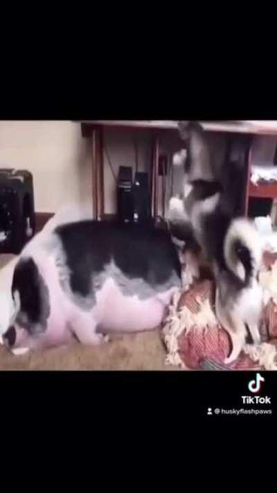 This husky is playing with this pig,this pig hasn't any reaction to him. lol