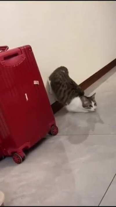 This Cat Preparing for Launch