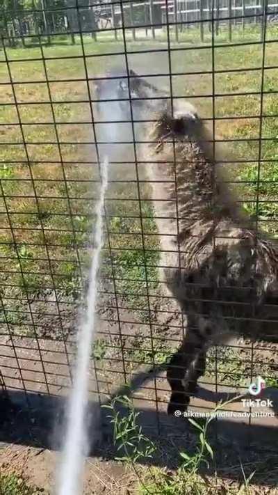 Posting yeens until I get to pet one day 1116 if it's a hot day make sure to cool off your yeens 