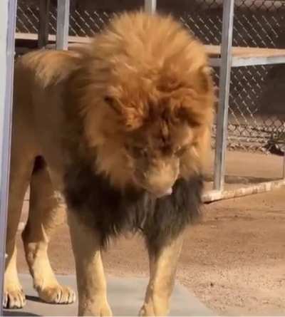 Lion tastes veggies for the first time