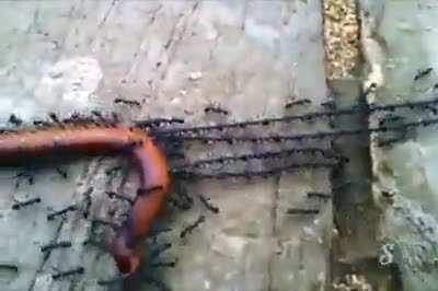 Ants working as a team!