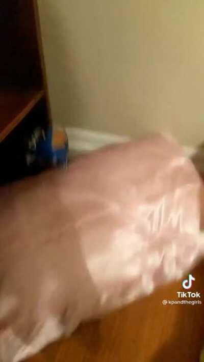 The Cat With The Dorito...