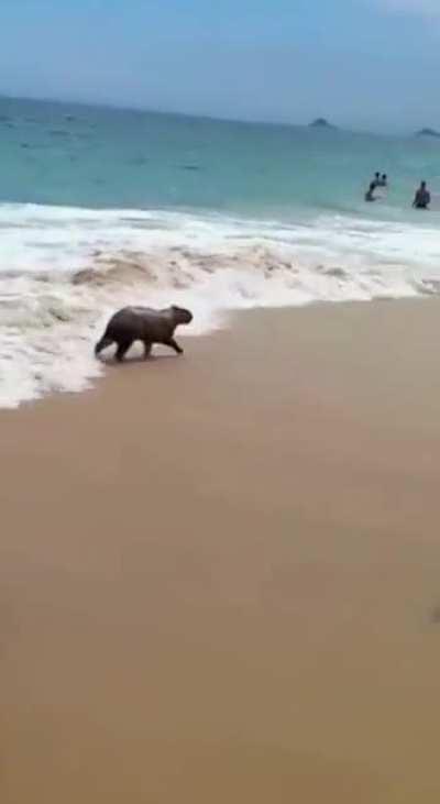 I don't know if you can have this beach experience somewhere else