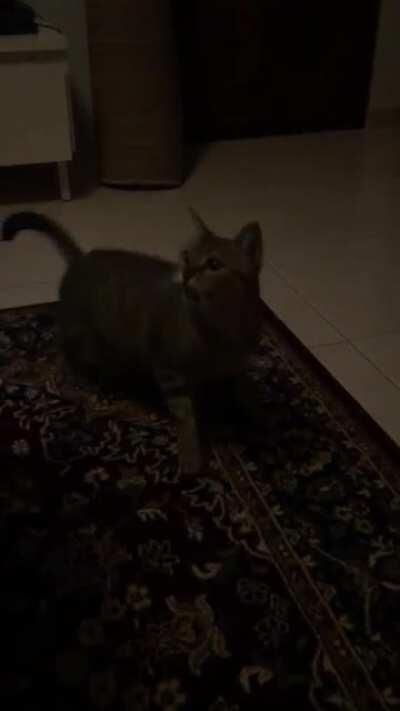 Taught her the word “Dinner!”