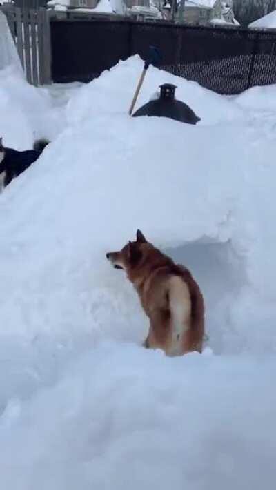 Catch me if you can 🐕 🐺