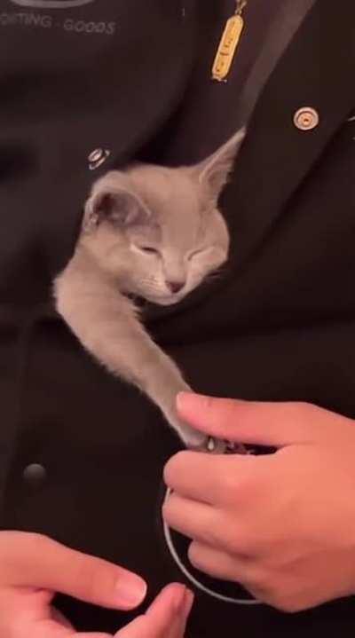 Abel babysitting Yoda cat😻