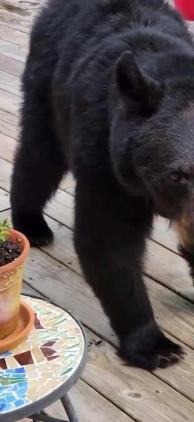 ð¥ Curious black bears on the deck