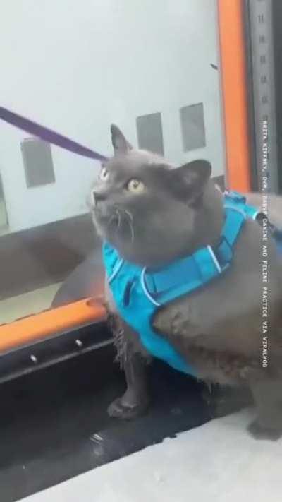 This fluffy girl try to get in shape (sound on)