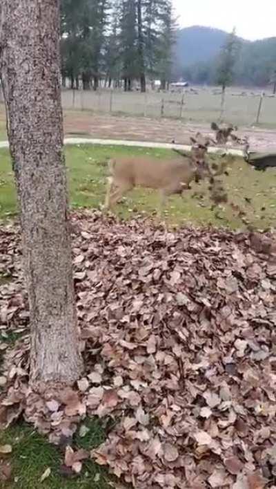 Deer playing in the leafs..