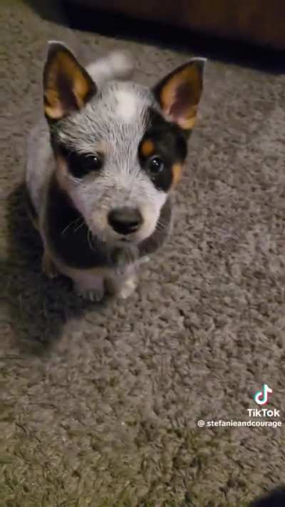 Have this puppy I found