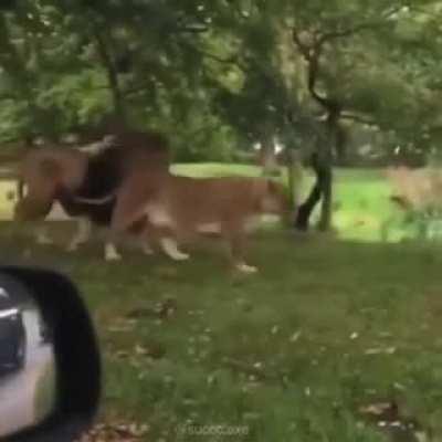 Those lions look really interesting!