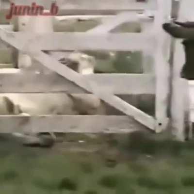 Só tiro de qualidade