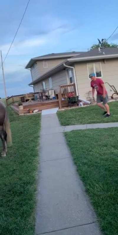Horse has reflexes