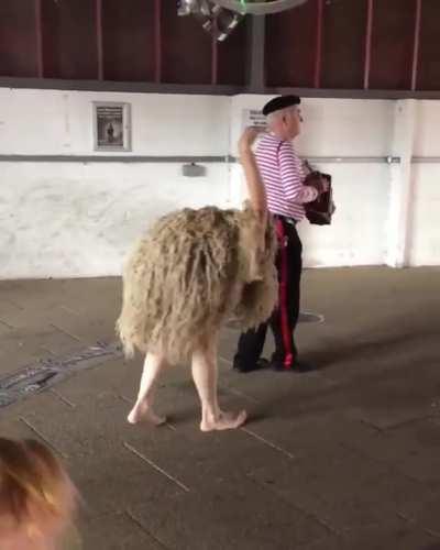 A Wild Ostrich spotted in UK