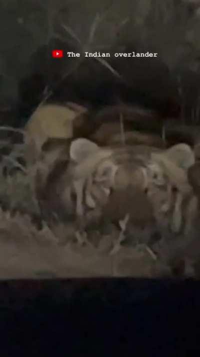 A tiger waiting to ambush on the side of the road