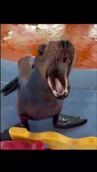 Most unserious animal, the Sea lion
