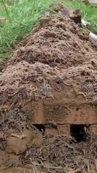 Scorpion nest in someone’s backyard.