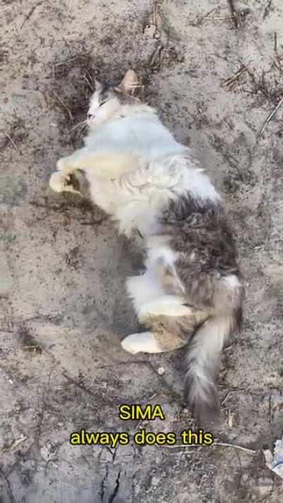 How cats are going through war in Ukraine