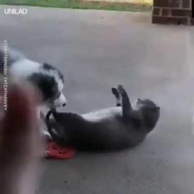 Fat Cat Casts A Spell