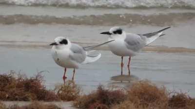 The Precious Wildlife of Boca Chica Beach