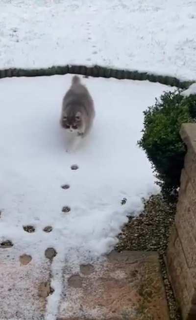 Catwalk model--reposted for appropriate title