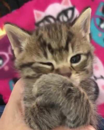 Lick your paws and get it clean!