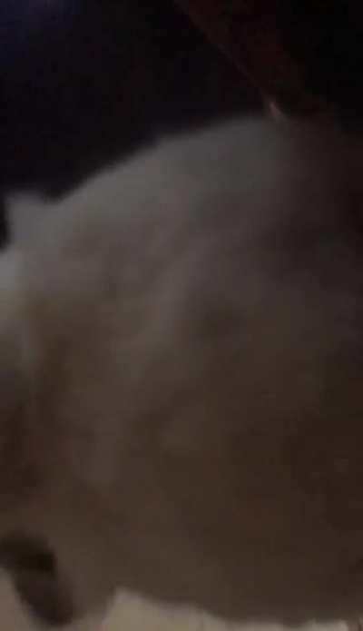 Bunny kiss from Tommy