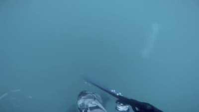encounter with a Great White Shark