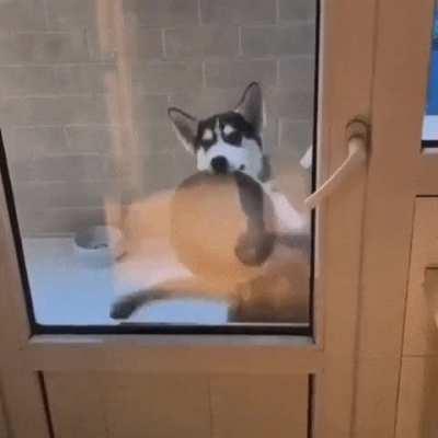 The hypnotic “feed me, hooman” dance.