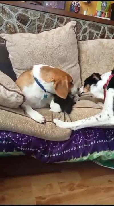 New kitten is fitting in.