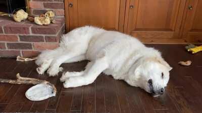 Griffin needs to protect the house but also is deep into nap time