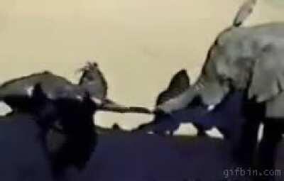 Do not...peck...the trunk...