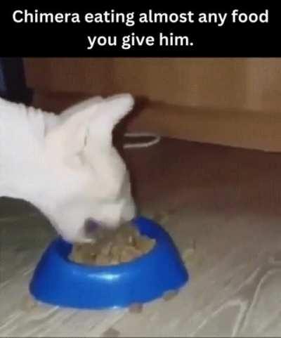 Food waste no more! If Chimera is elected he will simply eat all the leftovers.