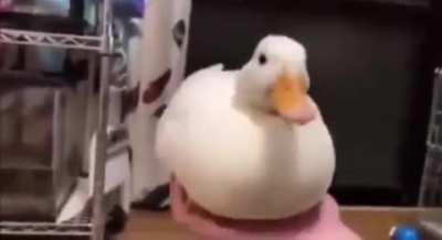 Blursed_duck 😏