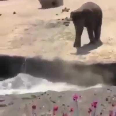 Baby elephant being a dick... :D:D