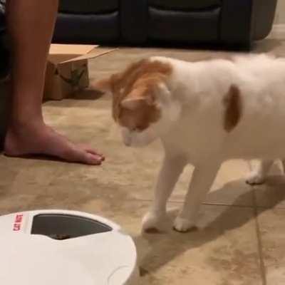 Automatic feeder