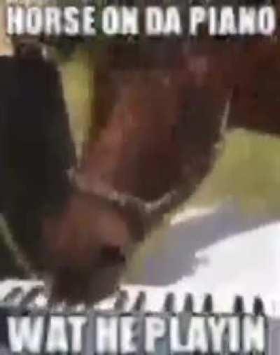 Mr. Horse really do have good taste