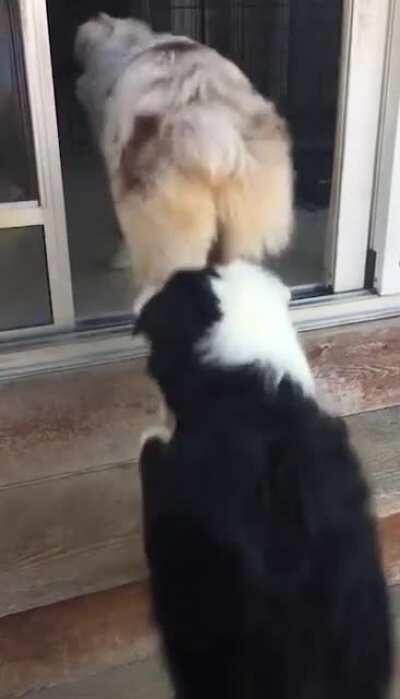 Parents help their puppy
