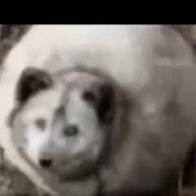 tu quieres una manzana