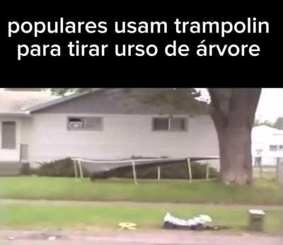 Populares usam trampolin para tirar urso de árvore 