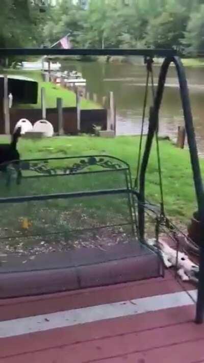 Dolphins and dogs have something in common.