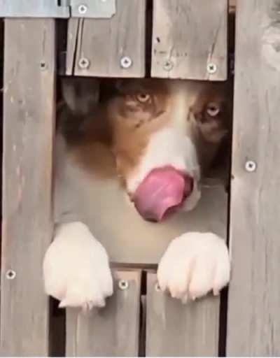 There are 2 types of dogs