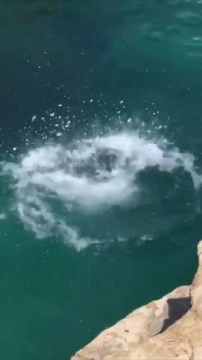 Little Doggo Having a Good Time