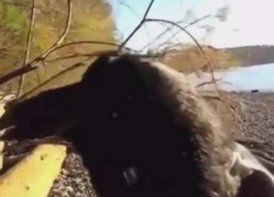 Imagine hearing that while alone in the woods