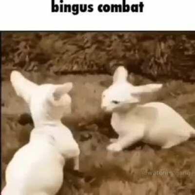 Bingus combat