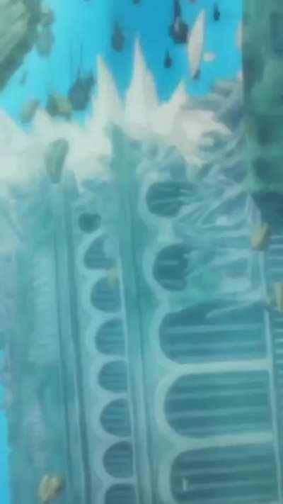 They actually went to fishman island 