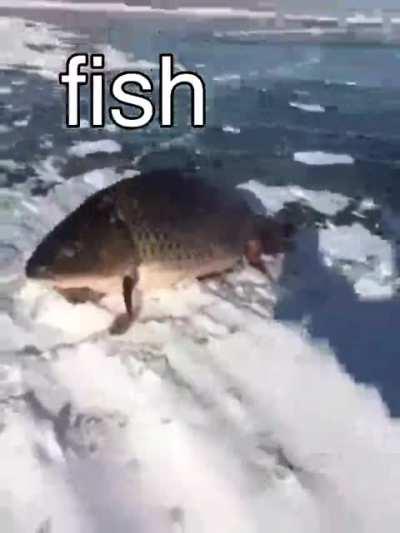 fish