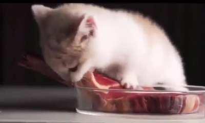 The tiny mini kitty is hungry