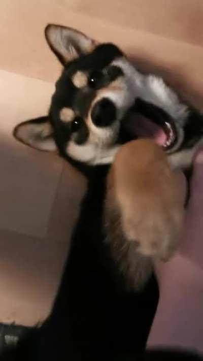 Shobe enjoying a belly rub